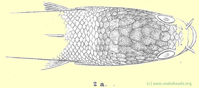 Head shields drawing of O. africana by Steindachner