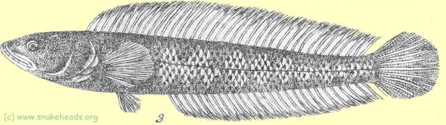 First drawing of C. amphibeus