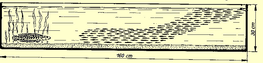  defense position of O. obscurus