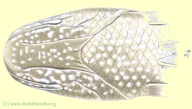 Ventral view of C. baramensis head by Steindachner