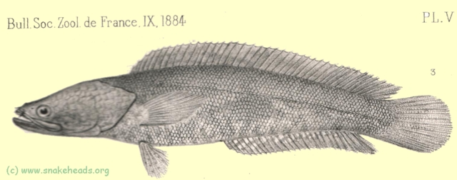 Drawing of C. insignis by Sauvage