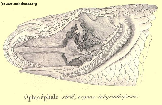 suprabranchial organ of C. striata by Cuvier