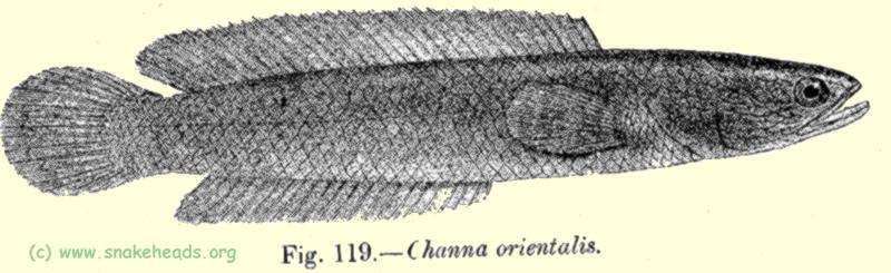 Drawing of C. orientalis, fig. 119 of Fauna of British India