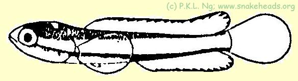 Fig. 1 f: C. melasoma size: 0.7 cm