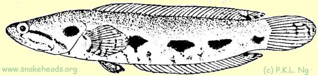 Fig. 1 i: C. lucius size: 21 cm