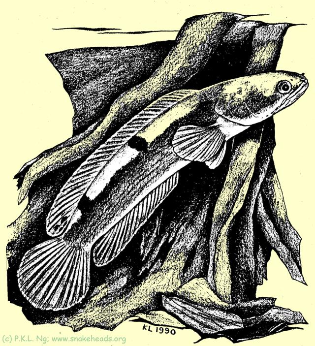Fig. 2: C. melasoma in its habitat