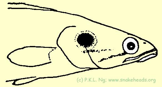 Fig. 4 f: C. pleurophthalma side view