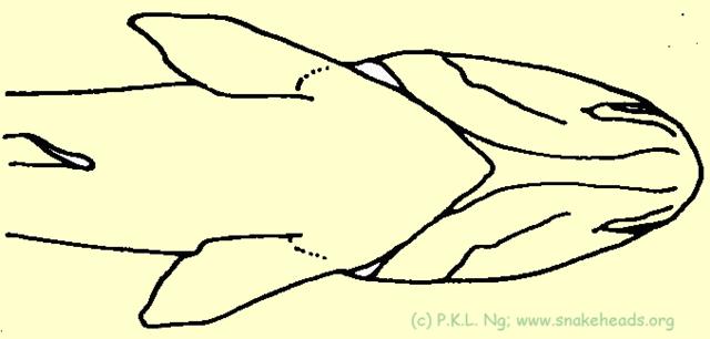 Fig. 5b: Schematic drawing of genus Channa