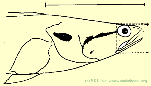 Fig. 5 c: C. lucia side view