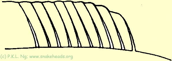Fig. 5f: Dorsal fins without sloping