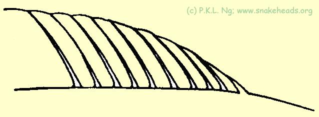Fig. 5g: Dorsal fins gradually sloping