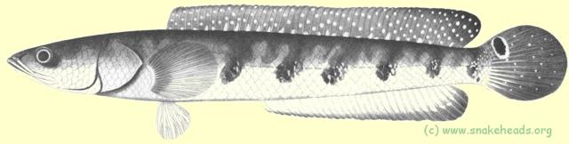 Adult O. marulius by Hamilton-Buchanan