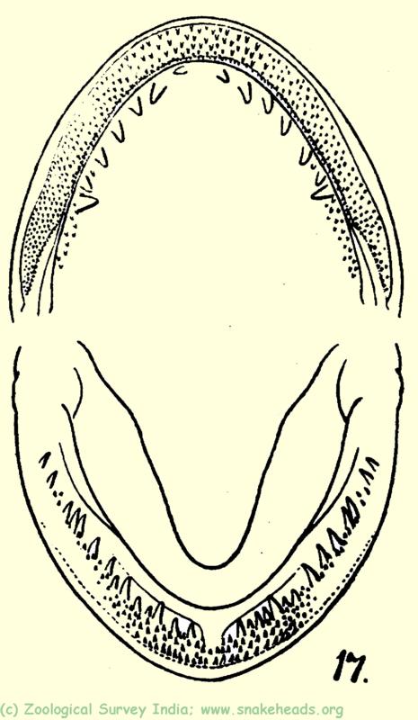  Jaws and teeth of O. harcourt-butleri