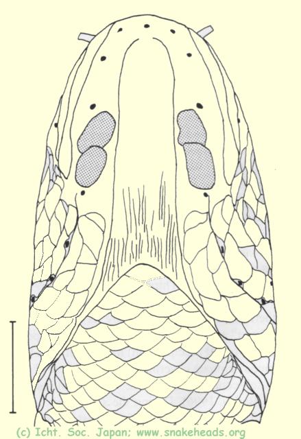 C. aurantimaculata, ventral view