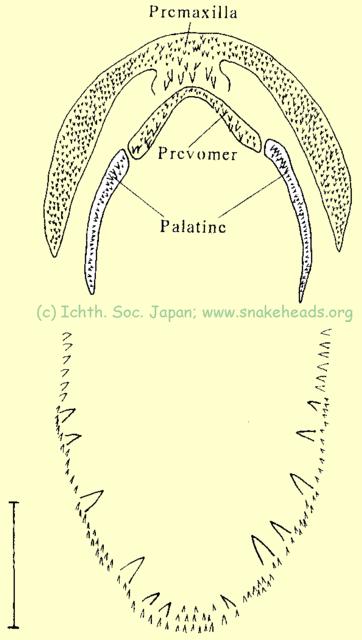 C. panaw, schematic drawning of its dentition