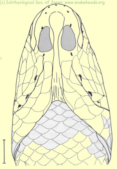 C. panaw, ventral view