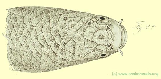 Head of c. melanoptera, drawing of Bleeker's atlas, table 398, fig. 2a