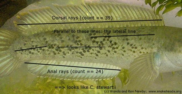 C. stewartii with hints for anal and dorsal ray counts