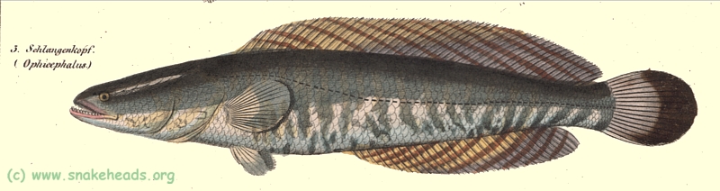 okens drawing of C. striata of the year 1845