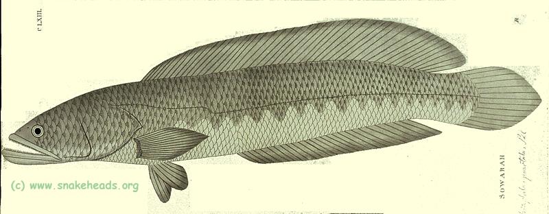 C. punctata by P. Russel, side view