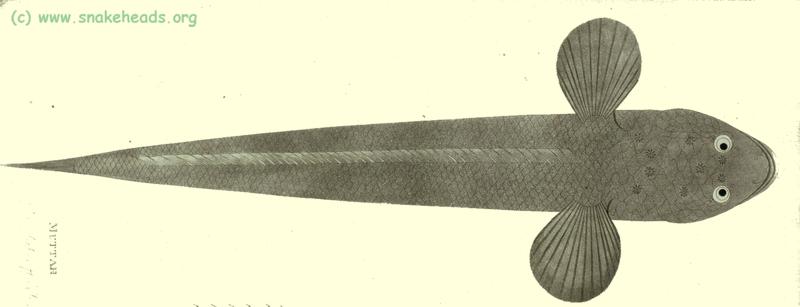 C. striata by P. Russel, top view